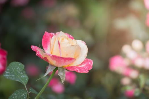 Roses in the garden, Roses are beautiful with a beautiful sunny day.