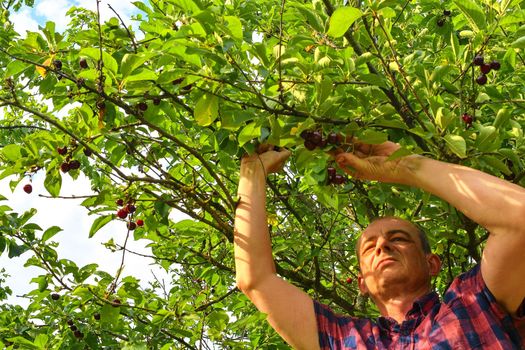 Male farmer picking sour cherries. Middle aged man gathering sour cherries in sour cherry tree. Mature man, gardener in summer. 