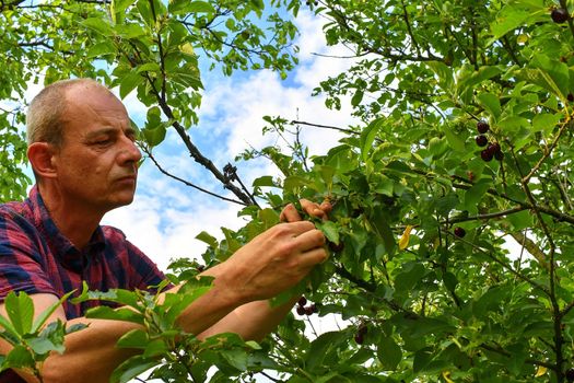 Male farmer picking sour cherries. Middle aged man gathering sour cherries in sour cherry tree. Mature man, gardener in summer. 