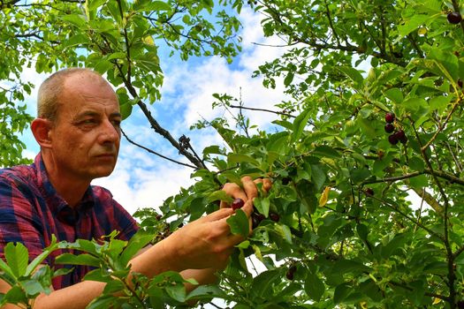 Male farmer picking sour cherries. Middle aged man gathering sour cherries in sour cherry tree. Mature man, gardener in summer. 