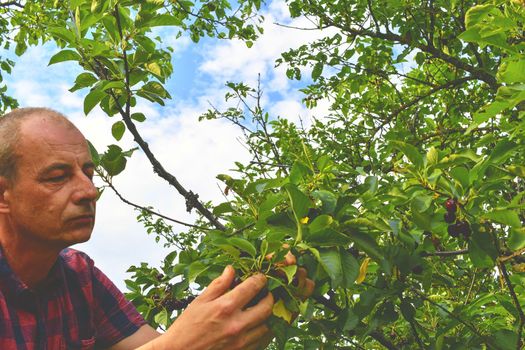 Male farmer picking sour cherries. Middle aged man gathering sour cherries in sour cherry tree. Mature man, gardener in summer. 