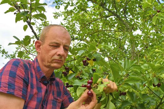 Male farmer picking sour cherries. Middle aged man gathering sour cherries in sour cherry tree. Mature man, gardener in summer. 