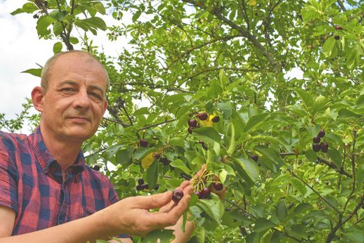 Male farmer picking sour cherries. Middle aged man gathering sour cherries in sour cherry tree. Mature man, gardener in summer. 