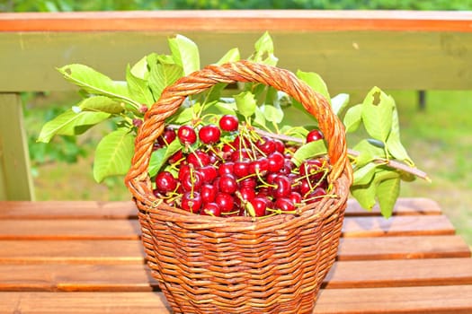 Dark red ripe sour cherries in a wicker basket. Sour cherries on garden table.