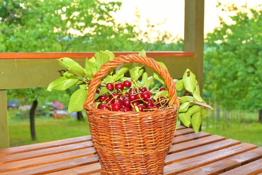 Dark red ripe sour cherries in a wicker basket. Sour cherries on garden table.