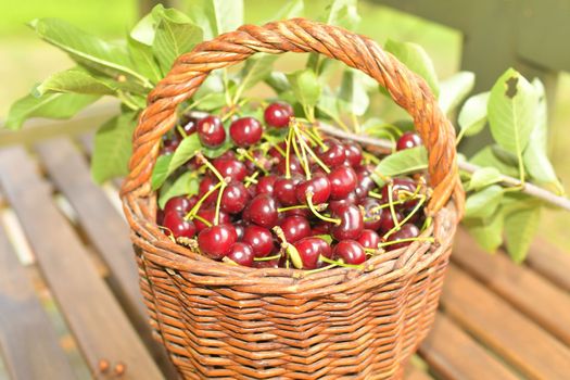 Dark red ripe sour cherries in a wicker basket. Sour cherries on garden table.