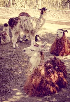 Lamas in a farm, Tilcara, Argentina, South America