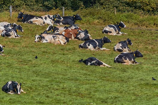 Cows of a dairy grazing on fields of a farm.