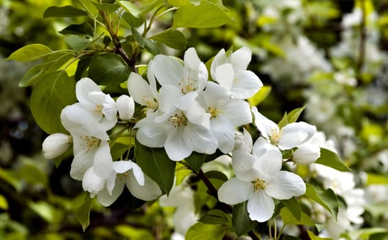 large white Apple flowers illuminated by sunlight