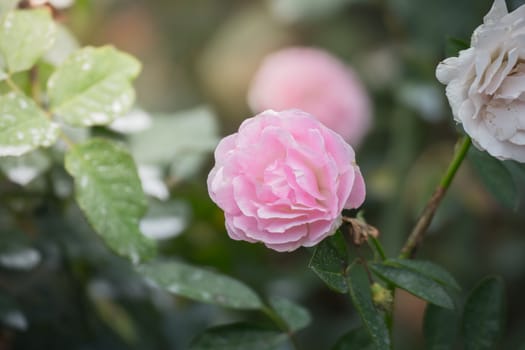 Roses in the garden, Roses are beautiful with a beautiful sunny day.