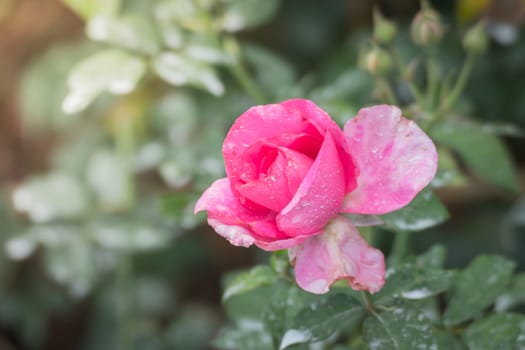 Roses in the garden, Roses are beautiful with a beautiful sunny day.