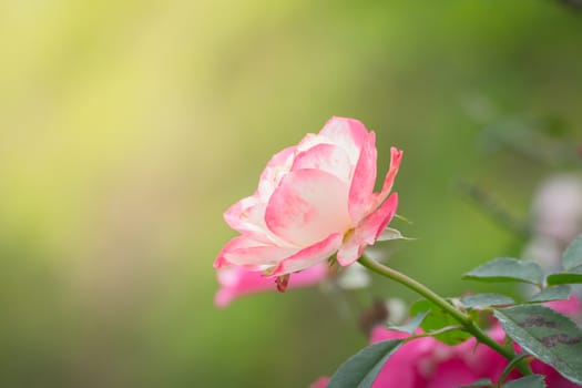 Roses in the garden, Roses are beautiful with a beautiful sunny day.