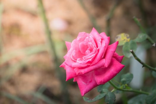 Roses in the garden, Roses are beautiful with a beautiful sunny day.