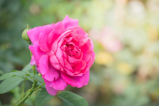 Roses in the garden, Roses are beautiful with a beautiful sunny day.