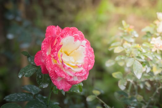 Roses in the garden, Roses are beautiful with a beautiful sunny day.