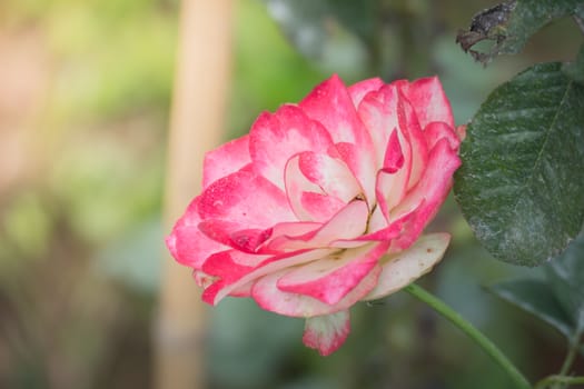 Roses in the garden, Roses are beautiful with a beautiful sunny day.