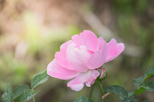 Roses in the garden, Roses are beautiful with a beautiful sunny day.