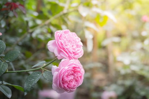 Roses in the garden, Roses are beautiful with a beautiful sunny day.