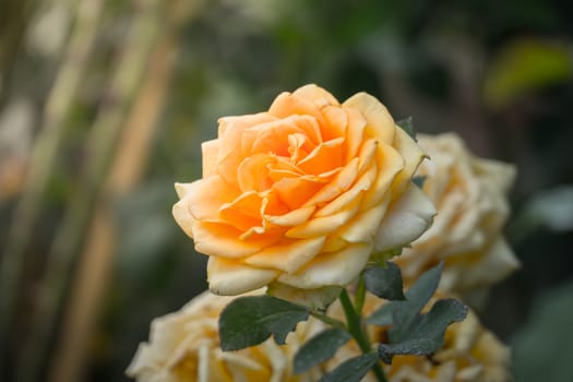 Roses in the garden, Roses are beautiful with a beautiful sunny day.