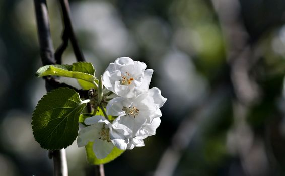 large white Apple flowers illuminated by sunlight