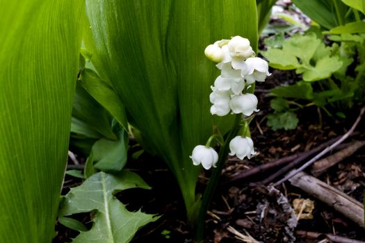 in the middle of bright green bloomed lilies of the valley