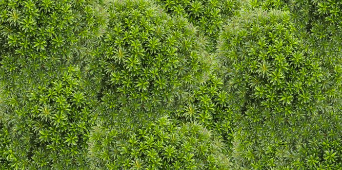 Top view of park with tree background texture