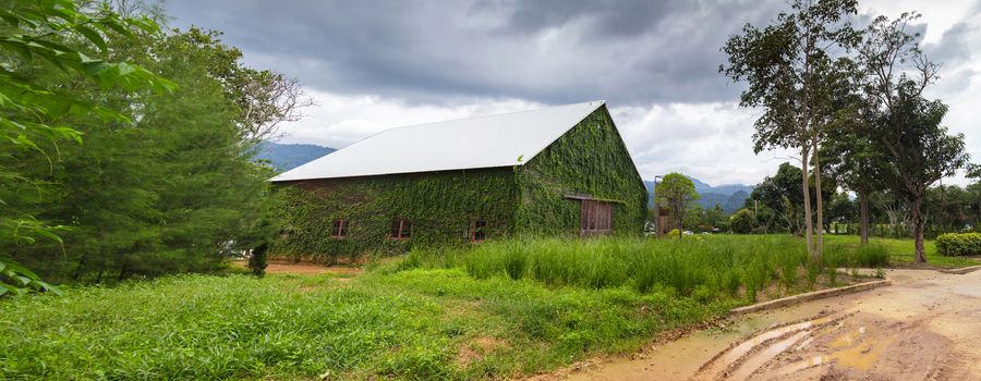 Panorama of Ivy on the old house, Green leaves on the old wooden house