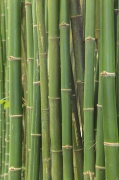 Bamboo background