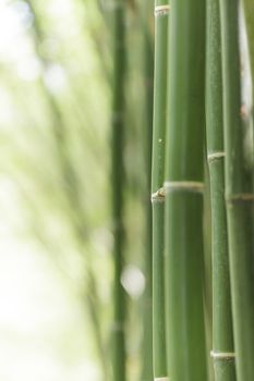 Bamboo background