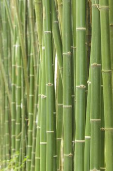 Bamboo background