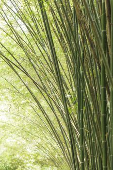 Bamboo background