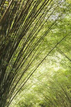 Bamboo background