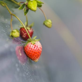 Fresh strawberry and green leaves in the garden