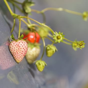 Fresh strawberry and green leaves in the garden