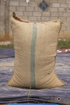 Farmer and paddy rice seed in a Burlap sack