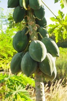 Green papaya tree with bunch of fruits