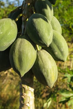 Green papaya tree with bunch of fruits