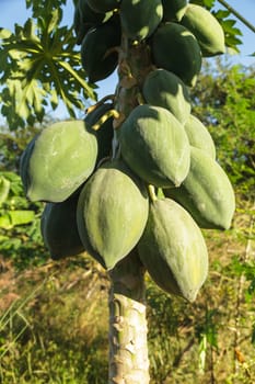 Green papaya tree with bunch of fruits