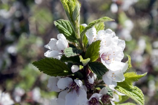 just bloomed cherry flowers on blurred natural green background