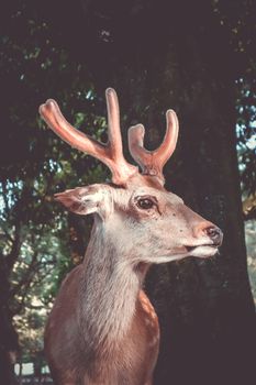 Male Sika deer in Nara Park forest, Japan