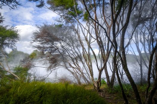 Misty lake and forest in Rotorua volcanic area, New Zealand