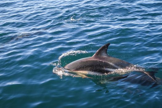 dolphin jumping in Kaikoura bay, New Zealand