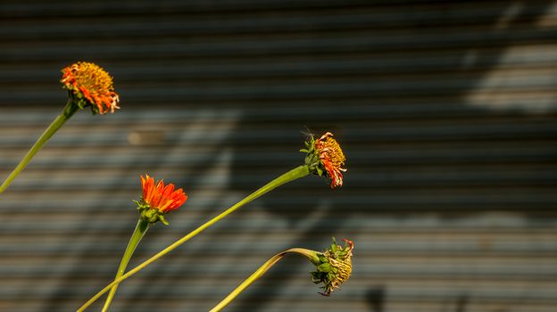 Orange Daisies without Leaf on Corrugated Background/ Roller Shutter Door. Street Photography. Countryside Thailand.