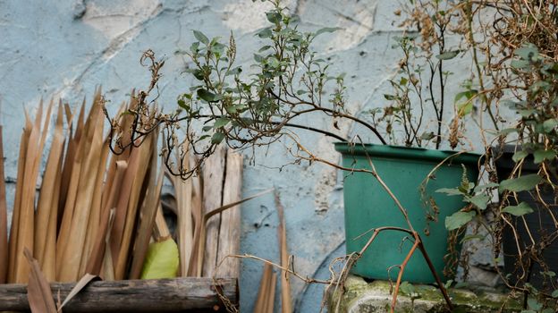 Vintage Herbs/ Plants in Green Plastic Pot with Dry Coconut Leaves in Rustic Rack - Rough Painted Blue Wall - Abandoned Garden/ Junkyard. Rural Thailand.