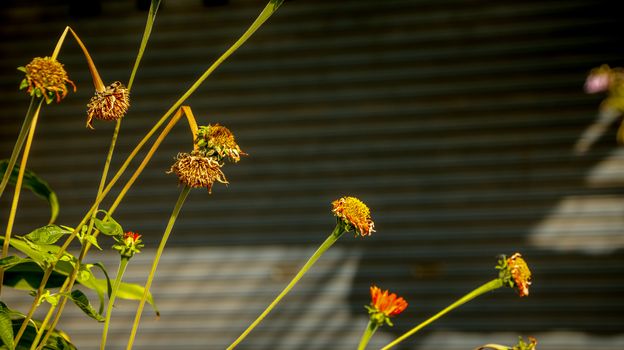 Orange Daisies Dying on Corrugated Background/ Roller Shutter Door. Street Photography. Countryside Thailand.