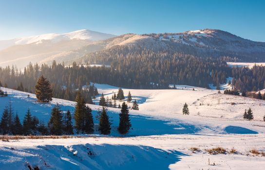 Borzhava mountain ridge in winter. spruce forest on snowy hillside in haze. lovely landscape of Carpathian mountain located in Pylypets village of Ukraine, popular tourist destination