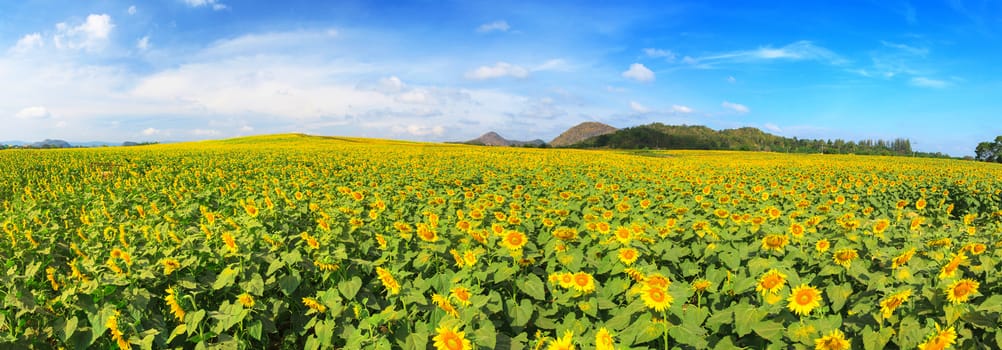 Wonderful panoramic view of sunflowers field under blue sky, Nature summer landscape