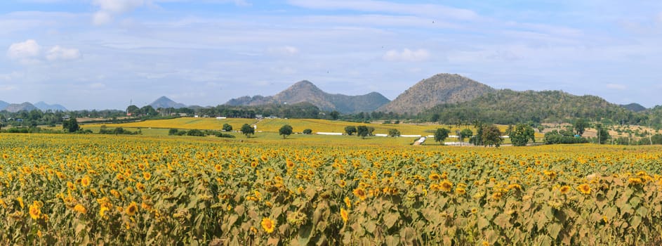 Wonderful panoramic view of sunflowers field under blue sky, Nature summer landscape