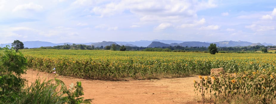 Wonderful panoramic view of sunflowers field under blue sky, Nature summer landscape