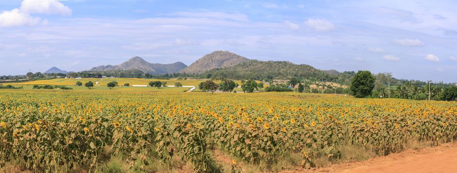 Wonderful panoramic view of sunflowers field under blue sky, Nature summer landscape